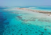 «البحر-الأحمر-الدولية»-تستهدف-مكاسب-بيئية-صافية-30%-بحلول-2040