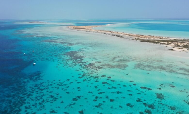 «البحر-الأحمر-الدولية»-تستهدف-مكاسب-بيئية-صافية-30%-بحلول-2040