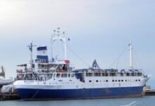 وصول-1458-رأس-عجول-حية-لميناء-سفاجا-وتداول-22-ألف-طن-و1100-شاحنه-بموانئ-البحر-الأحمر 