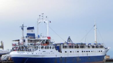 وصول-1458-رأس-عجول-حية-لميناء-سفاجا-وتداول-22-ألف-طن-و1100-شاحنه-بموانئ-البحر-الأحمر 