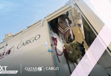 قطر-تنقل-147-من-نخبة-خيول-القفز-الي-مدينة-لييج-البلجيكية